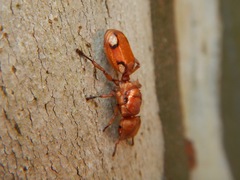 Cephalotes clypeatus