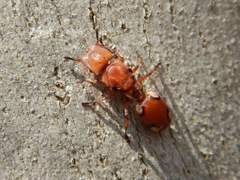 Cephalotes clypeatus