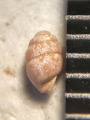 Vertigo gouldii