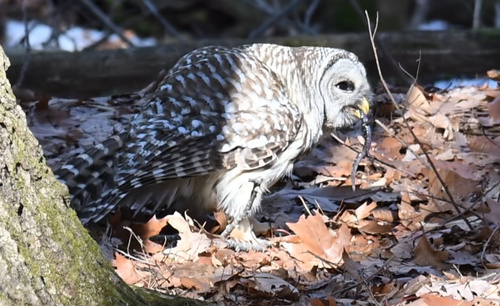 Spotted Salamander observed by erbarber