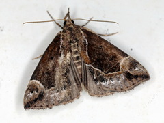 Hypena crassalis