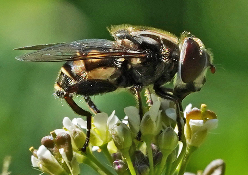 Unknown species found near North Oaks, Austin, TX 78753, USA