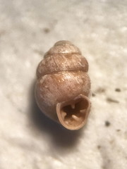 Vertigo gouldii