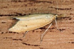 Chilo phragmitella