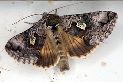 Syngrapha interrogationis