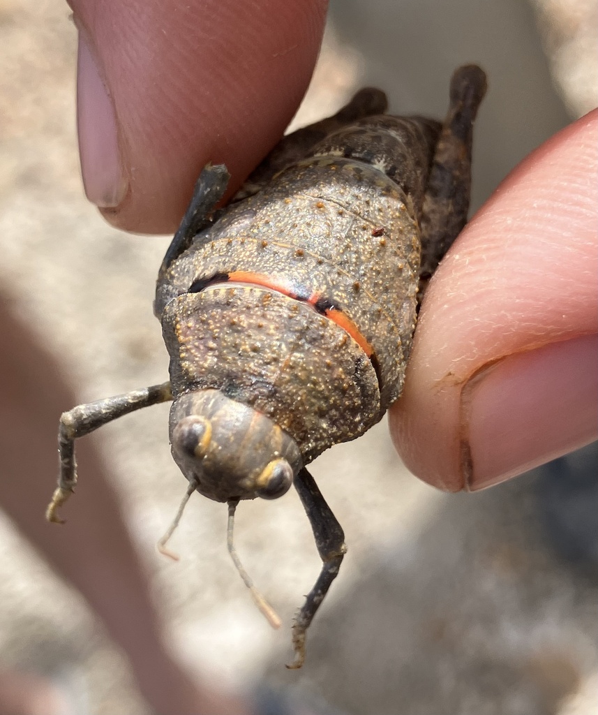 Bufonacris terrestris