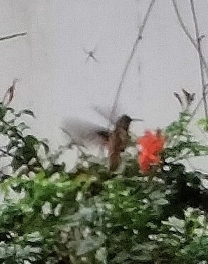 Amazilia Hummingbird (Amazilis amazilia), photo 3