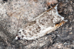 Ancylis laetana