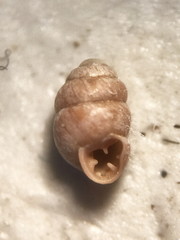 Vertigo gouldii