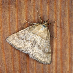 Psammotis pulveralis