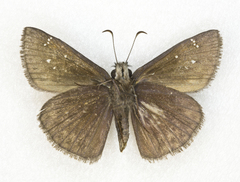 Erynnis meridianus