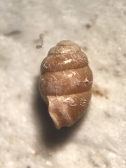 Vertigo gouldii