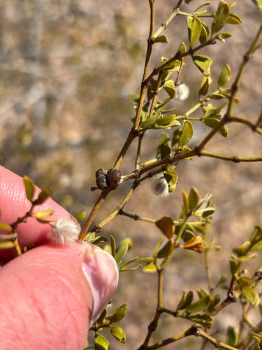 Unknown species found near Ajo Mountain Dr, Ajo, AZ, US