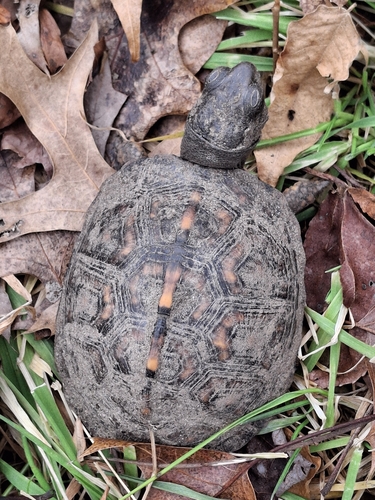 Eastern Box Turtle observed by johnkeisers