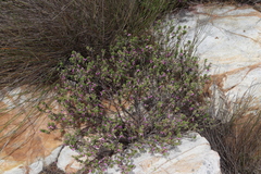 Indigofera candolleana