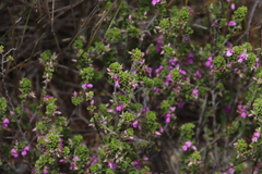 Indigofera candolleana