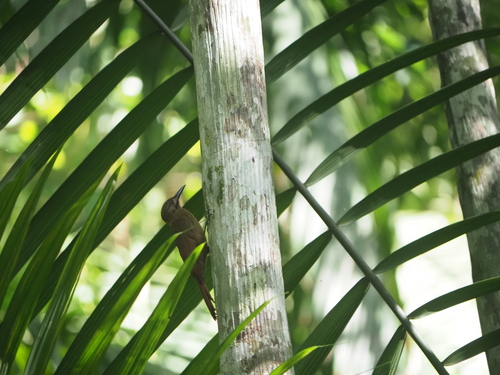 Plain-brown Woodcreeper (Dendrocincla fuliginosa), photo 4