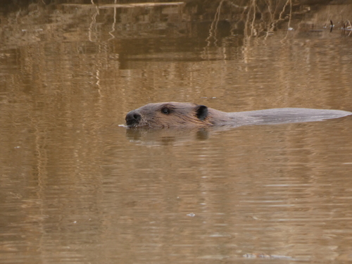American Beaver