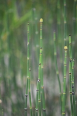 Equisetum × nelsonii