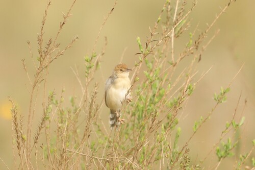 Winding Cisticola (Cisticola marginatus), photo 6