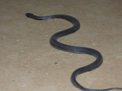 Naja nigricollis