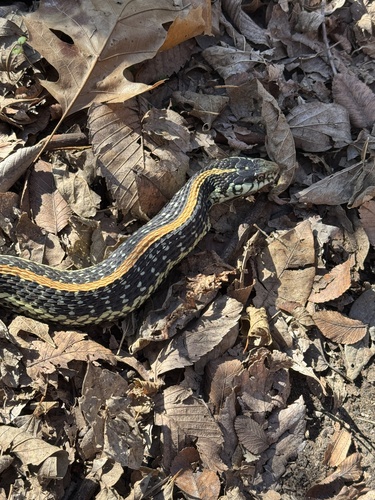 Common Garter Snake observed by pattyjane