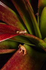 Bromeliad Treefrog photo 2