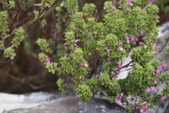 Indigofera candolleana