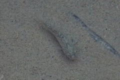 Cyprinodon salinus salinus