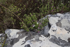 Indigofera candolleana