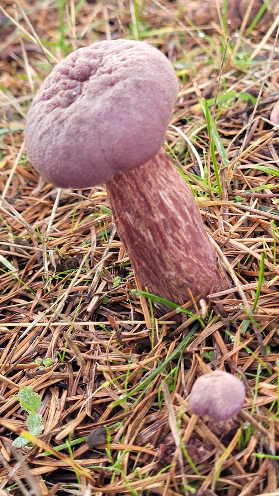 Laccaria amethysteo-occidentalis · January 2026 · photo: © daveincamas (iNaturalist, cc0)