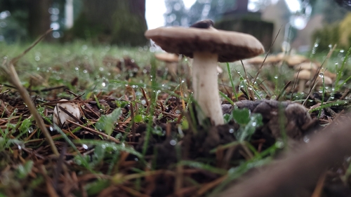 Inocybe geophylla — no rights reserved
