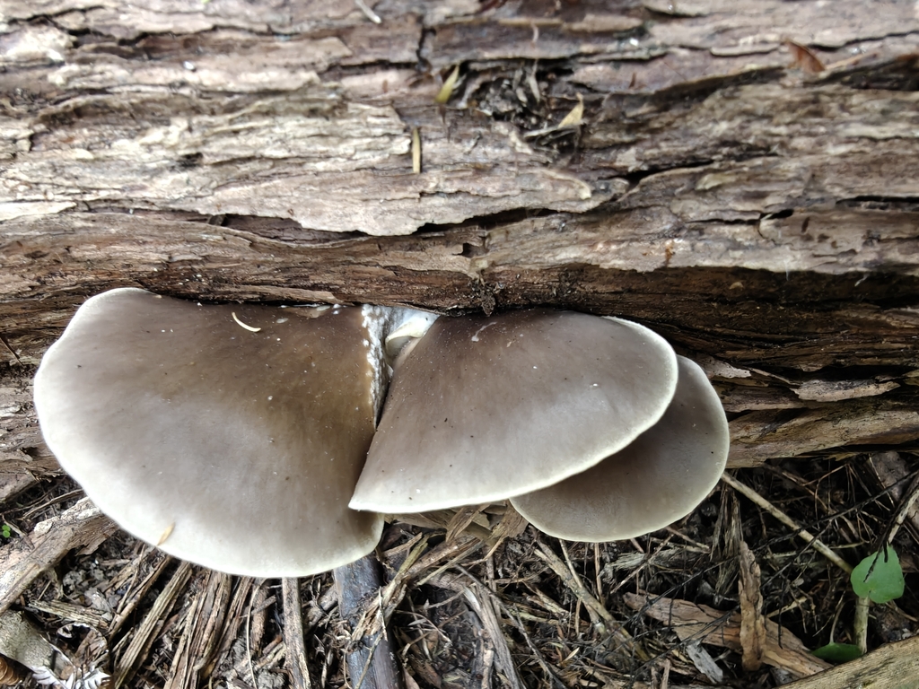 Pleurotus australis · January 2026 · photo: © mstirling (iNaturalist, cc-by)