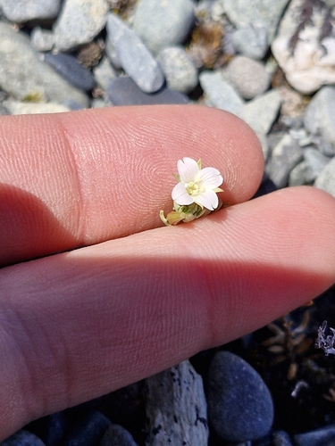 Epilobium rostratum observed 2026-01-13