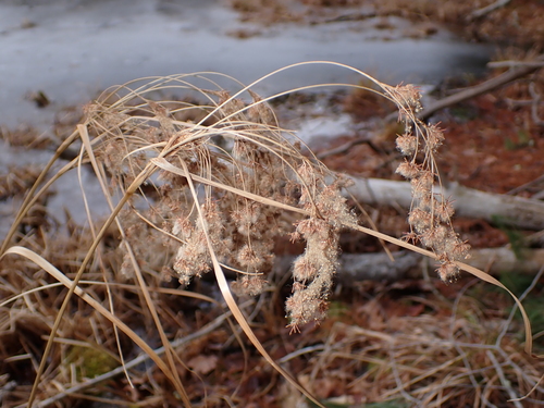 woolgrass