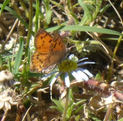Chrysoritis chrysaor