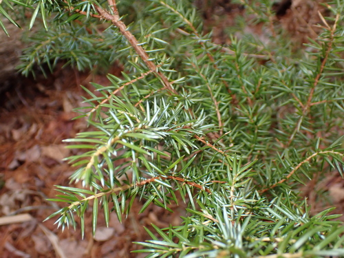 common juniper