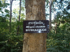 Mitragyna rotundifolia