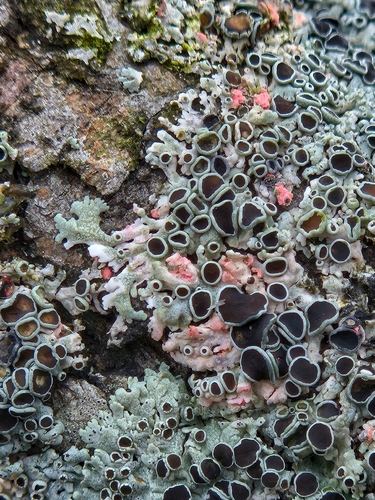 Illosporiopsis christiansenii nuotrauka