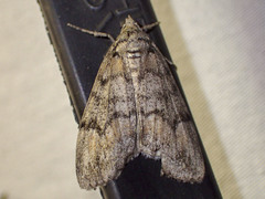Smyriodes trigramma