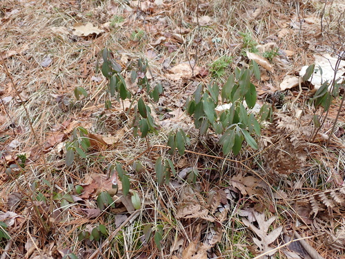 sheep laurel