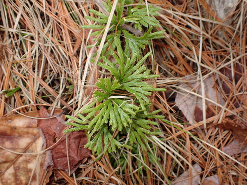 fan clubmoss