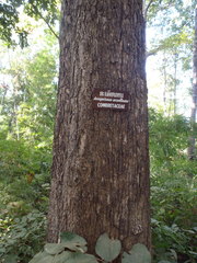 Terminalia phillyreifolia