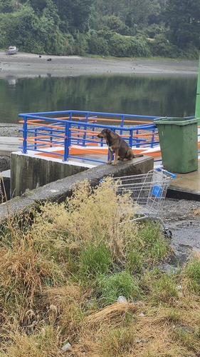 Kiltro observed by camcs