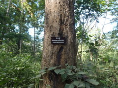 Pterocarpus macrocarpus