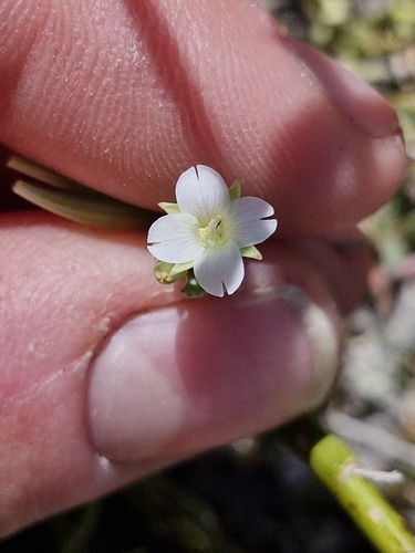 Epilobium rostratum observed 2026-01-13