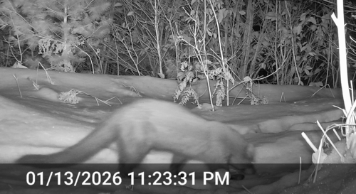 Fisher observed by jeffgoddard