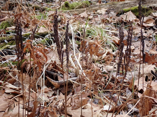 sensitive fern