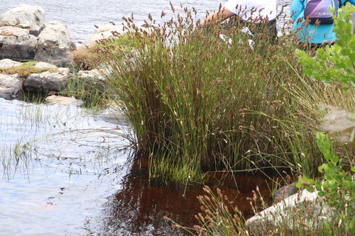 Image of Elegia asperiflora by (c) Tony Rebelo, some rights reserved (CC BY-SA)
