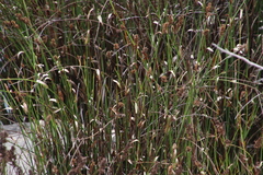 Elegia asperiflora
